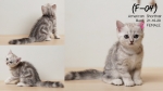 Cute Cat3