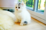 Cute Cat9
