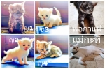 Cute Cat1