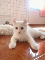 Cute Cat7