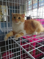 Cute Cat1