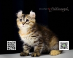 Cute Cat4