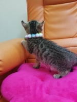 Cute Cat2