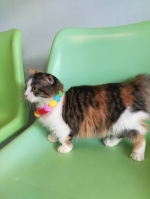 Cute Cat1