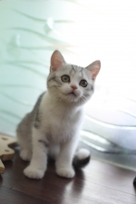 Cute Cat9