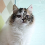 Cute Cat8