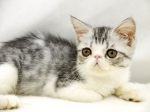 Cute Cat6