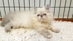 Cute Cat5