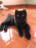 Cute Cat4
