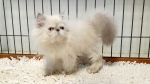 Cute Cat2