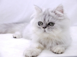 Cute Cat10