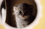 Cute Cat8