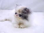 Cute Cat5