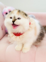 Cute Cat4