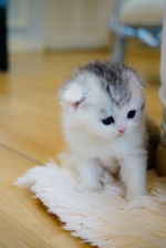 Cute Cat3