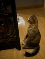 Cute Cat7