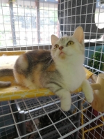 Cute Cat10