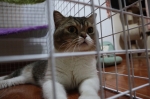Cute Cat9