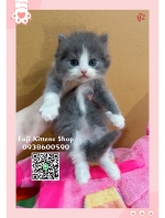 Cute Cat5