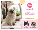 Cute Cat8