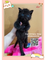 Cute Cat6