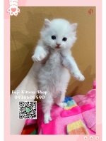 Cute Cat10