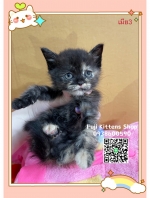 Cute Cat10