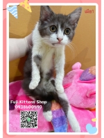 Cute Cat7
