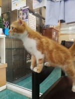 Cute Cat6