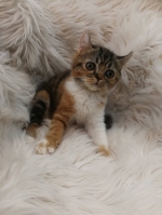 Cute Cat3