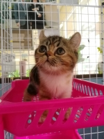 Cute Cat2