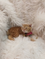 Cute Cat1