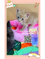 Cute Cat9