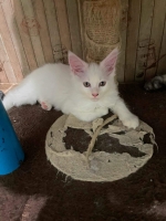 Cute Cat6