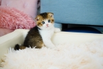 Cute Cat5