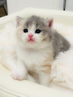 Cute Cat4