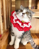 Cute Cat3
