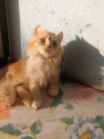 Cute Cat2