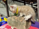 Cute Cat9