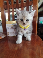 Cute Cat8