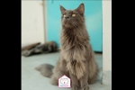 Cute Cat7