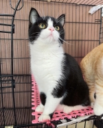 Cute Cat7