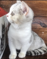 Cute Cat6