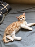 Cute Cat5