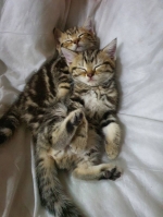 Cute Cat2