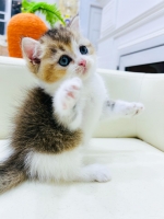 Cute Cat10