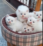 Cute Cat9