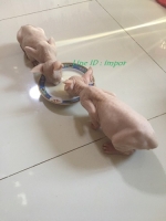 Cute Cat7