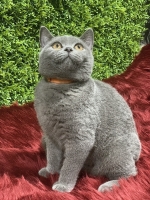 Cute Cat6