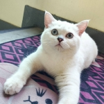 Cute Cat1